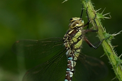 David Plant Photography - Wildlife Photography - Southern hawker - H